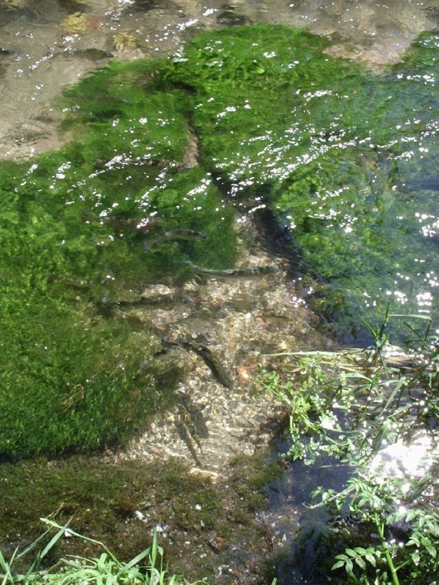 P5300038 regenboog forellen - Rio Frio